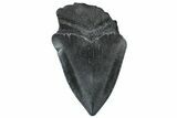 Partial, Fossil Megalodon Tooth - South Carolina #300137-1